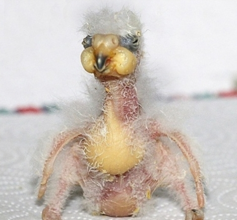 외계인+닭?…세상에서 가장 못생긴 아기새