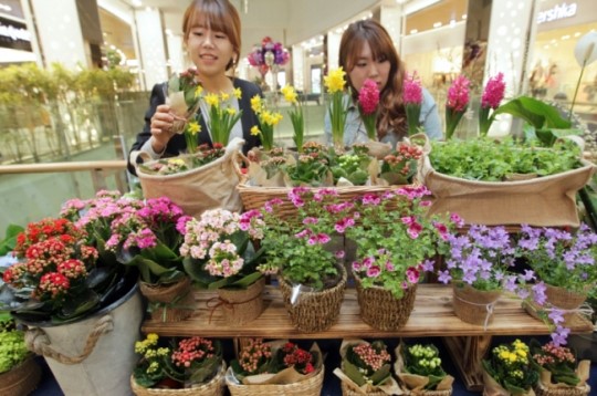 <포토뉴스>“봄꽃 화분으로 새봄 맞이하세요”
