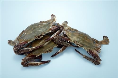 이마트 꽃게 최저가격 VS 홈플러스 하루 빠른 시작 VS 롯데마트 품절 제로 강조.. 행사 기간은 언제?