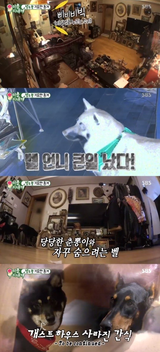 미우새 배정남, 주인없는 사이 간식파티 벌인 벨&안정부절 춘뽕(종합)
