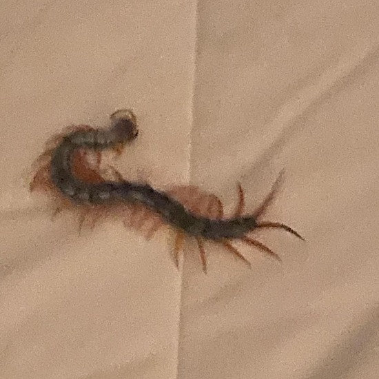 조은숙 집에서 지네한테 다리 물려서 깼다..아픈것보다 징그러워 걱정