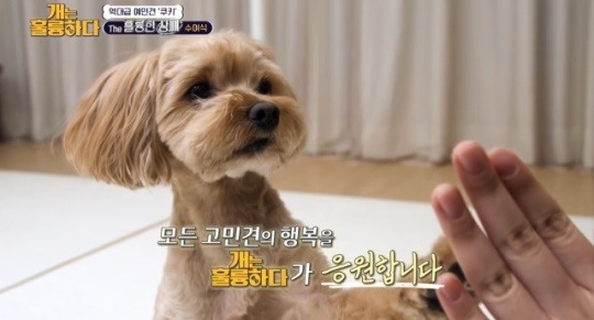 ‘개는 훌륭하다’ 훌륭한 AS 특집..배변훈련 NO 7남매네→공격성高 산이-쿠키, ‘개과천선’(종합)