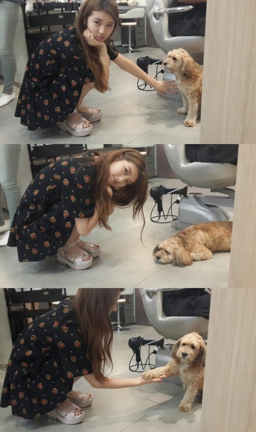 수지, 이효리 애견 순심에 관심 요구 꽤나 도도