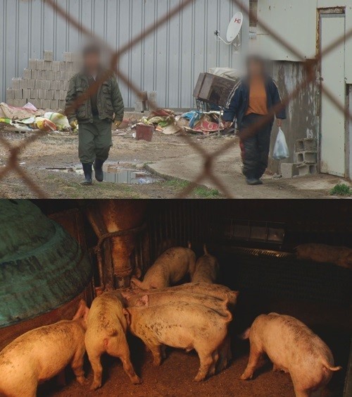 궁금한 이야기Y, 신출귀몰 돼지 도둑 실체는?