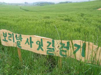 푸르른 보리밭을 본 적 있나요?