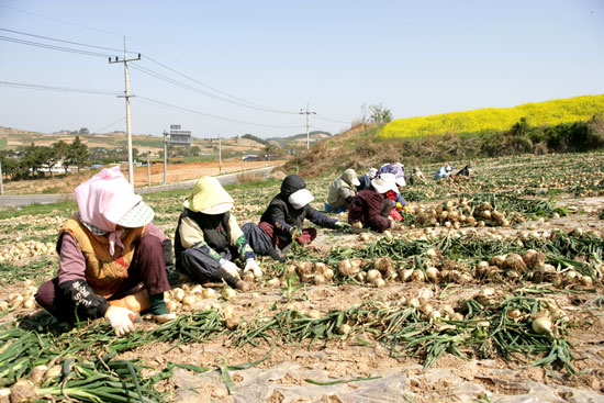 [전남] 순하고 부드러우며 맵지 않은  조생종 햇양파 본격 출하