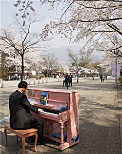 벚꽃시즌 본격 개막…봄맞이 데이트하기 좋은 서울 벚꽃 명소는?