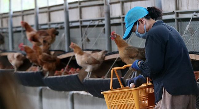 닭·오리, 입식 전 사전신고제 28일부터 시행