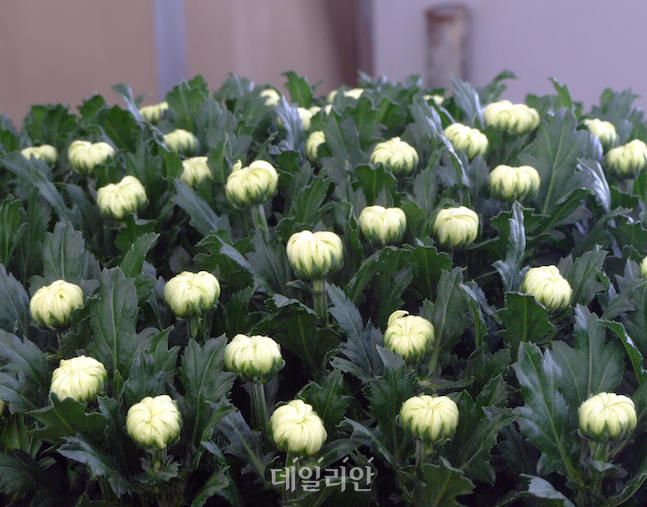 국산 국화 품종 ‘백강‧백마’로 내수・수출 두 토끼 노린다