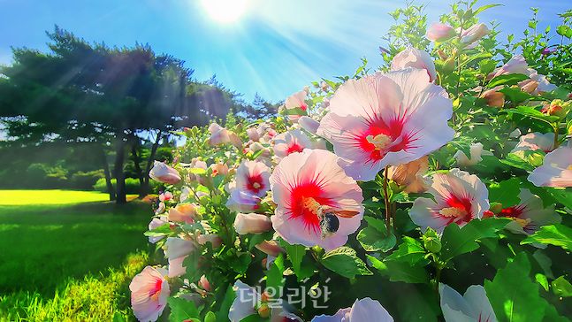 산림청, 무궁화 문화작품 공모전 우수작 선정