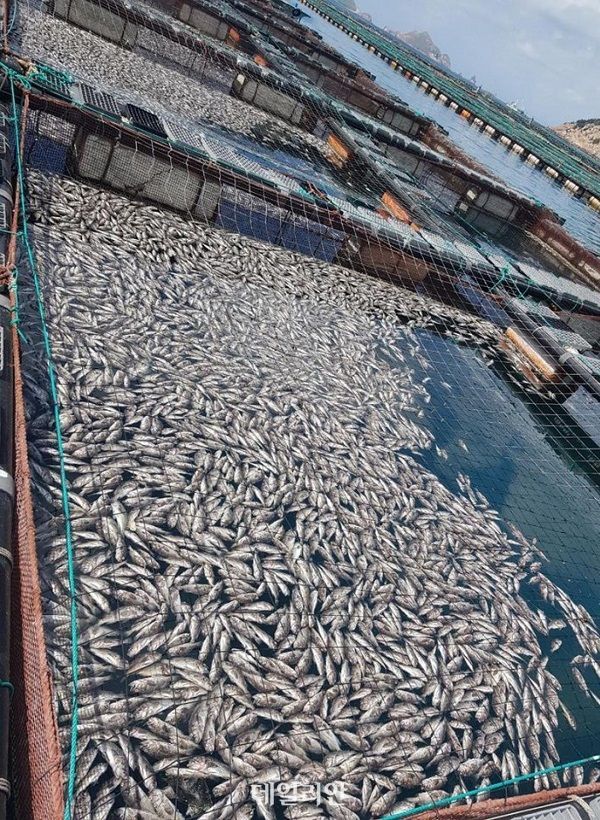 바다가 끓는다…오염수에 고수온까지 양식 어장 ‘초비상’