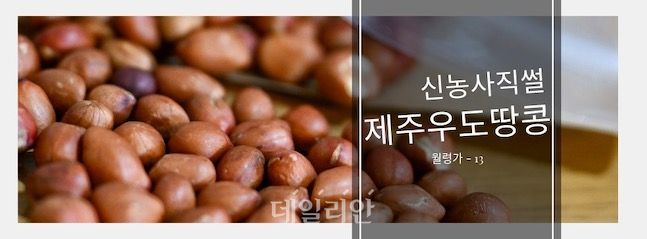 우도 최고 특산품 우도땅콩…고올레산 품종 ‘우도올레’로 업그레이드 [新농사직썰-월령가⑬]