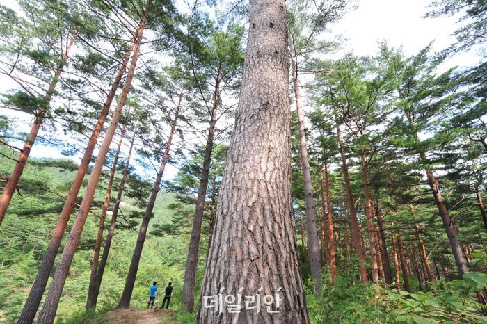 산림청, 소나무·참나무류 총 2413그루 국가유산수리재료센터에 공급