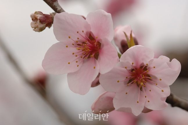 올해 복숭아꽃 개화 시기…4월 8일 전주