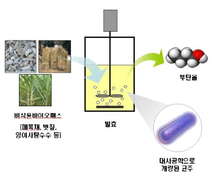먹을거리 벗어난 바이오에너지 개발