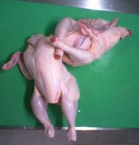 너무 적나라한 암바, 생닭의 사투.. 충격 실사판