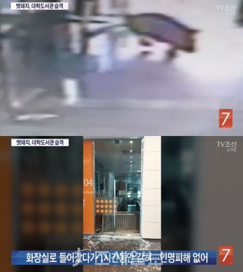  대학 도서관에 멧돼지 출몰…1시간 휘젓고 다니다 화장실 갇혀 사살돼