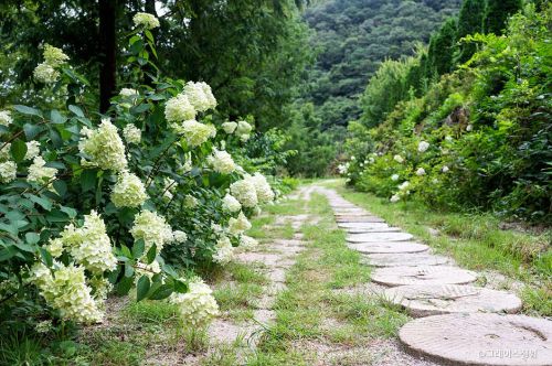 수국 꽃길 따라 우아한 산책, 고성 그레이스정원