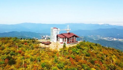 세일여행사, 강원 천년주목숲길 숲캉스 투어 패키지 현대홈쇼핑 론칭