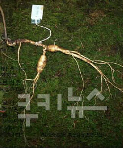 산삼은 자연 비아그라?…발기부전 치료 효과 ‘탁월’