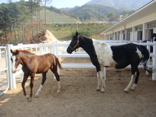 장수목장 ‘승용마 인공수정’ 메카로