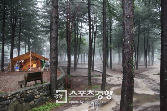 [아빠! ‘캠핑’가]잣나무숲 이불 삼고 꽃사슴 친구 삼아…여기가 ‘힐링캠프