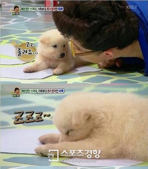 ‘안녕하세요’ 강아지, 스튜디오에서 잠들어 눈길