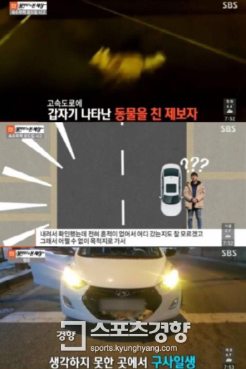 고속도로에서 치인 ‘운동신경 갑’ 강아지 사연 화제
