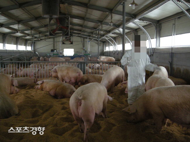 무역전쟁, 홍콩 시위 다 필요없고…중국은 ‘돼지고기’가 우선