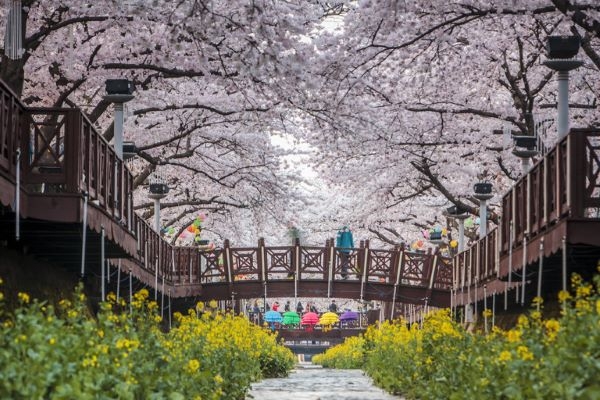 응봉산 개나리에서 진해 벚꽃까지 봄맞이 꽃축제 만발