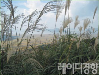 이리 걷고 저리 걸어도 좋은 가을 강화를 걷다