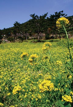 지난 겨울 잘 견뎌냈더니 ‘산에 산에 꽃이 피네’
