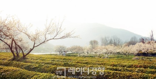 [함께 걷는 길]물길 따라 꽃길 따라 섬진강 봄 마중