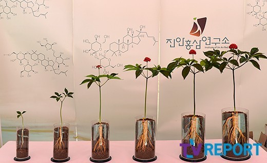 [T포토] 신비로운 인삼(진안 홍삼축제)