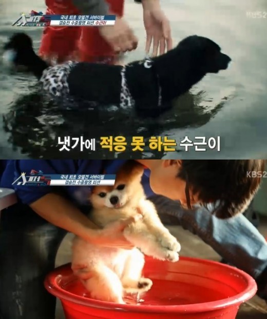 슈퍼독 TOP4, 물이 무서워…수중촬영 난관