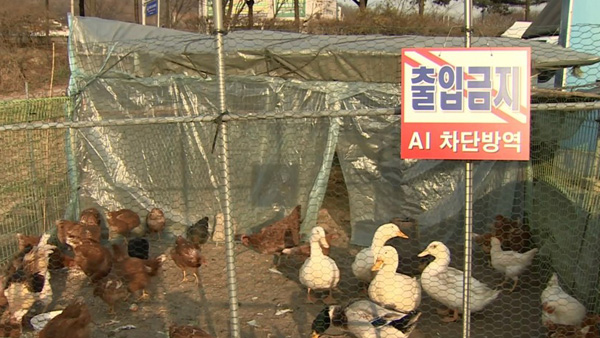 닭·오리 들이려면 사전 신고해야…어기면 최대 500만원