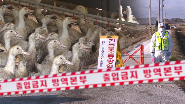 전남 장흥 오리농장 고병원성 AI 확진…방역 강화