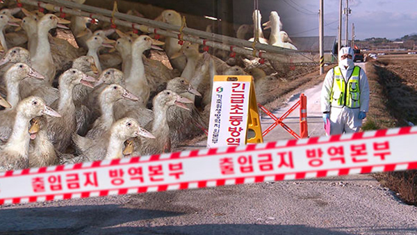 예천 오리농장서 AI 발생‥고병원성 여부 정밀 검사