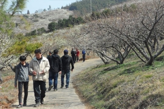 고흥군 과역 참살이 매화축제, 5천여 관광객이 찾아