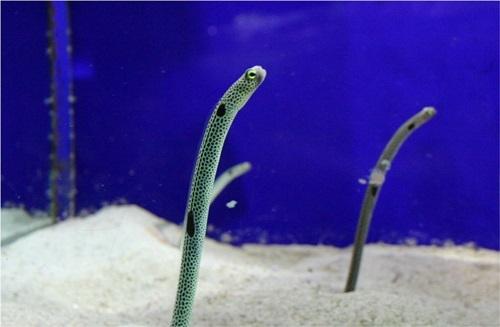 [SEA LIFE]㉛ 바닷속 조경 담당, 정원장어 가든일
