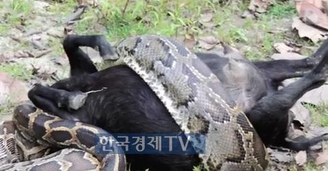 [핫!영상] 자신보다 큰 흑염소 잡아먹는 비단뱀