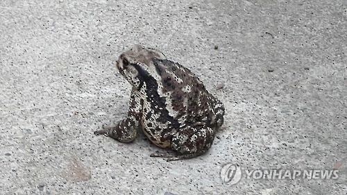 두꺼비 요리해 먹은 50대 남성 사망..황소개구리인 줄 알고