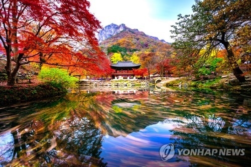 내장산·소백산 단풍 이번 주 절정…울긋불긋 화려한 자태