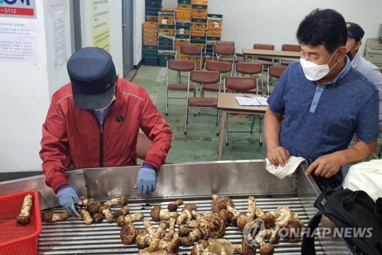1㎏에 136만원…자연산 양양송이 사상 최고가