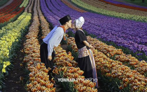 화려한 튤립의 향연 단데농 테셀라 튤립 축제
