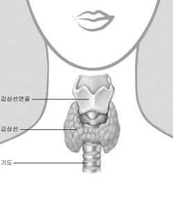 신체 ‘연탄난로’ 갑상선, 방치하면 불 꺼질 수도…