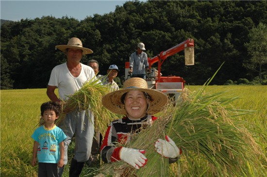 보성 웅치 올벼쌀 수확 한창
