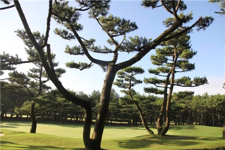 [김맹녕의 골프기행] 우즈의 손도장과 만난 일본 피닉스