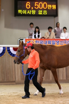 [주말레이싱] 나만의 愛馬 타고 다니세요