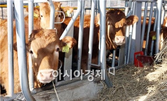 장흥군, 우량송아지 생산기지 초석 마련